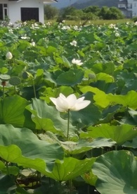 花神是如何怀上锦觅的